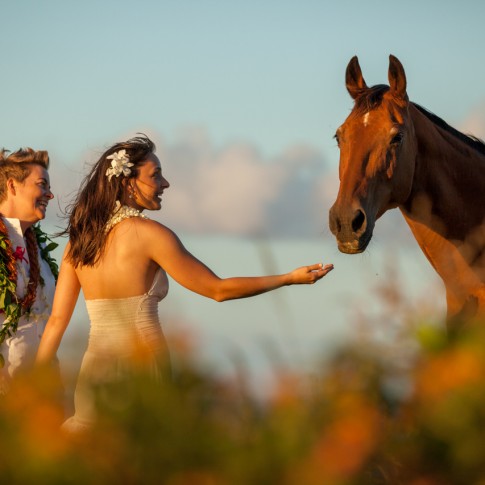 2 same sex brides with a horse in the golden light of hawaii